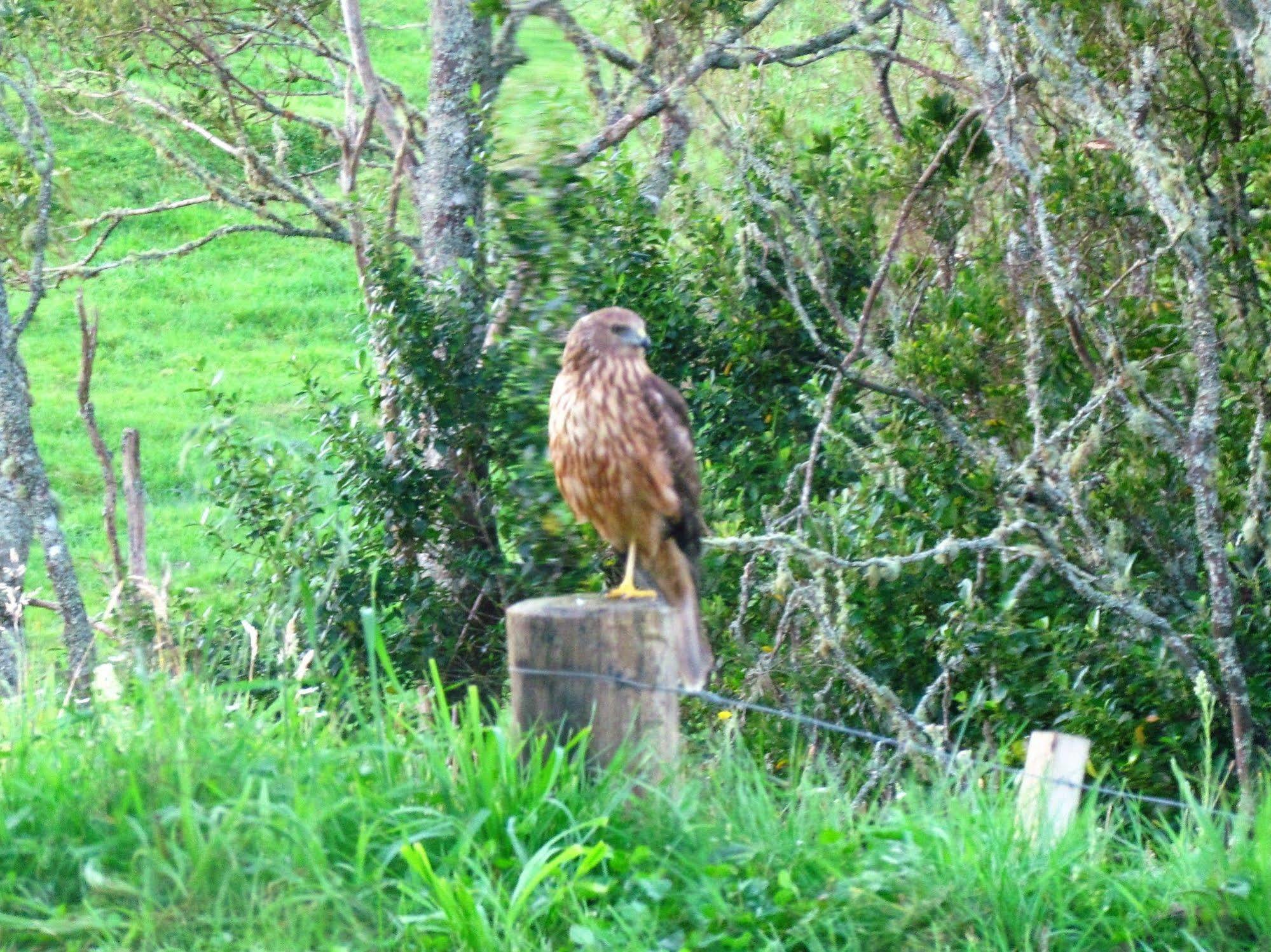 Rolling Hills Country Stay B&B Tauranga Exterior foto